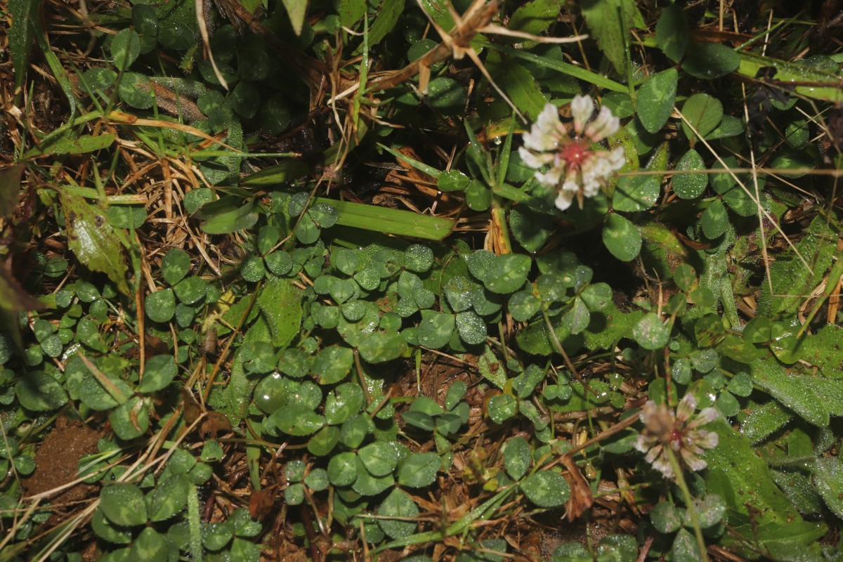 Trifolium repens L.